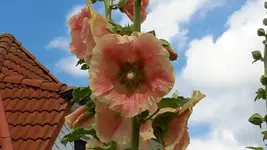 20150721_131213.webp