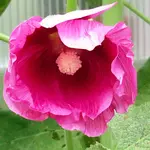 20150721_131201-1.webp