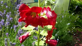 20150721_130636.webp