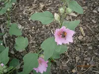 P7210810.webp