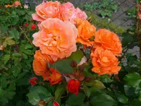 Westerland.webp