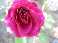002.webp