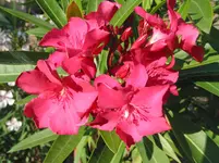 003.webp