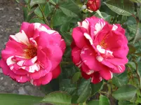 006.webp
