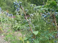 009.webp