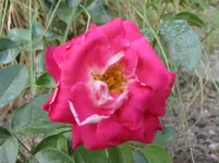 010.webp