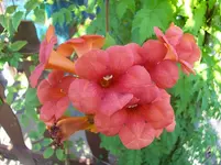 05 Campsis.webp