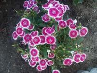 08 Nelken.webp