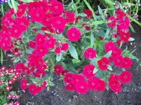 09 Nelken.webp