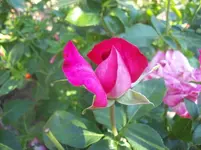 01 Rose.webp