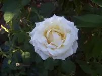 02 Rose.webp