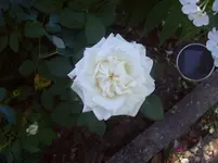 03 Rose.webp