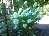 06 Hortensie.webp