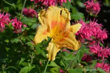 DSC_4988.webp