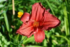 DSC_4991.webp