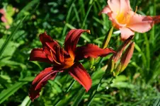 DSC_4994.webp
