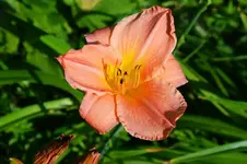 DSC_4996.webp