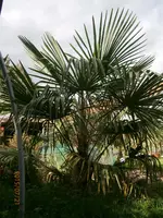 P7210804.webp
