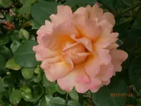 P7210811.webp