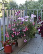 bluete.webp bluete.webp