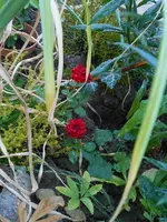 zwergrosen.webp zwergrosen.webp