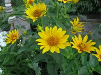 IMG_4330.webp