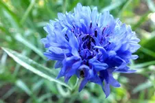 2012_0719Sommer0023 kornbl.webp