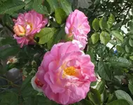 DSCF2150 (2).webp