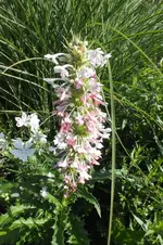 Distel.webp