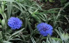 Copy of 4.5.6.Garten vv(113)v.webp