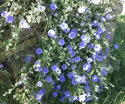 BlaueM.webp BlaueM.webp