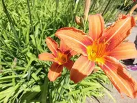 Bilda089.webp