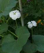 Kale1.webp