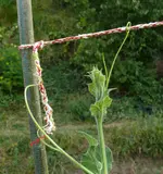 Kale3.webp