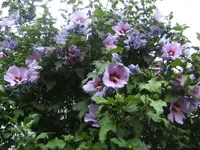 BILD4318.webp