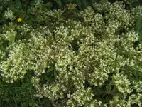 BILD4323.webp