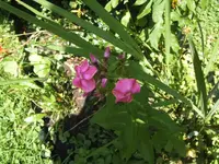 BILD4331.webp