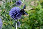 DSCF3086.jpg