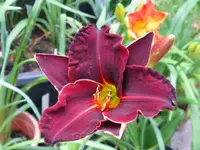dunkel rot_1024x768.webp