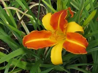 frans halls_1024x768.webp