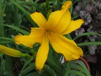 jersy spider_1024x768.webp