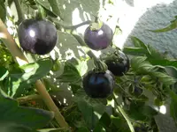 DSCN9655.webp