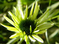 DSCN9639.webp