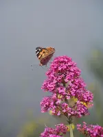 100_6487.webp