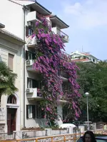 DSCN2929.webp