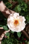 2015_07_22_Clair_Renaissance_Blüte.jpg