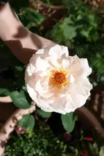 2015_07_22_Clair_Renaissance_Blüte.webp
