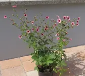rosa.webp