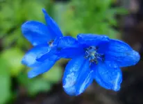 blue (57).webp