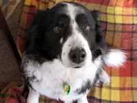 Jessie v.webp